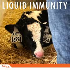 Kas vasikate immuunsus on piisav?